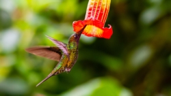 Sword-billed Hummingbird (Ensifera ensifera)