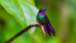 Tourmaline Sunangel (Heliangelus exortis)