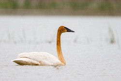 Trumpeter Swan (Cygnus buccinator)