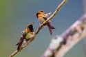 Tufted Coquette (Lophornis ornatus)