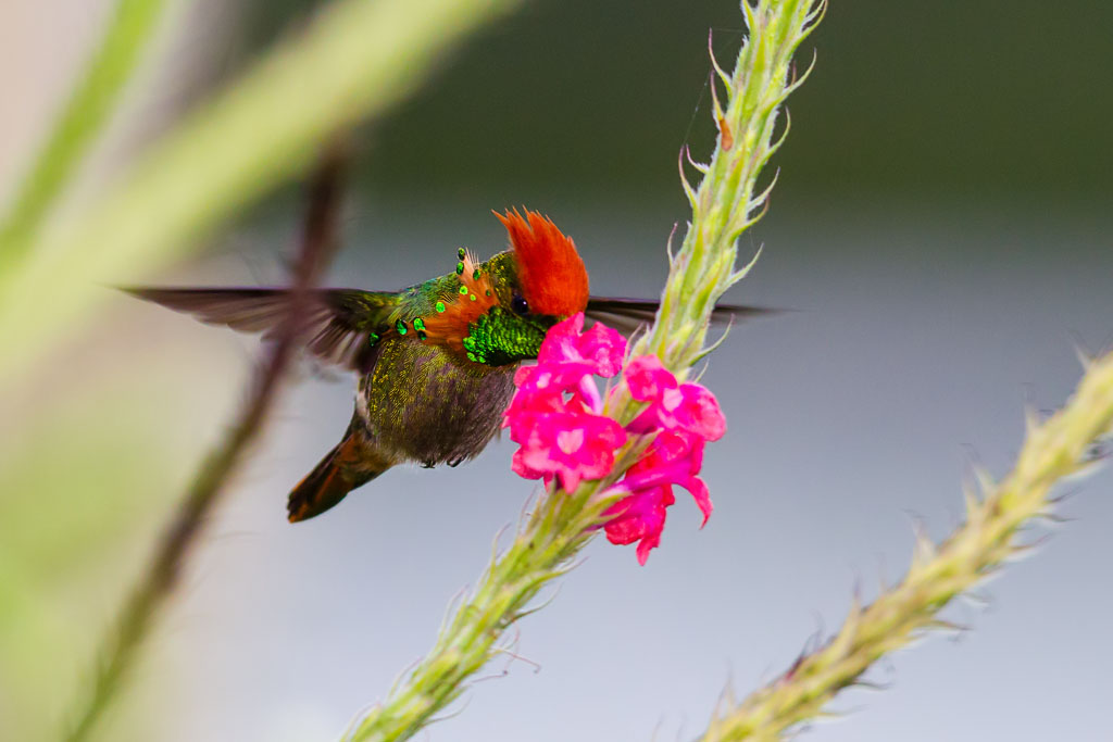 Tufted Coquette (Lophornis ornatus)