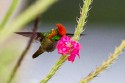 Tufted Coquette (Lophornis ornatus)