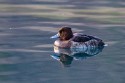 Tufted Duck (Aythya fuligula)