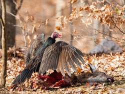 Turkey Vulture (Cathartes aura)