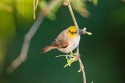 Verdin (Auriparus flaviceps)