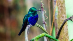Violet-bellied Hummingbird (Damophila julie)