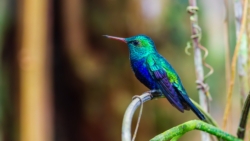 Violet-bellied Hummingbird (Damophila julie)