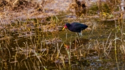 Wattled Jacana (Jacana jacana)