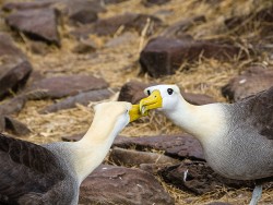 Waved Albatross (Phoebastria irrorata)