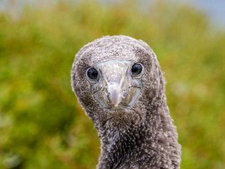 Blue-footed Booby (Sula nebouxii excisa)