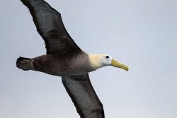 Waved Albatross (Phoebastria irrorata)