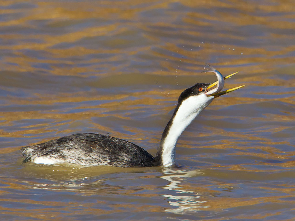 Western Grebe (Aechmophorus occidentalis)