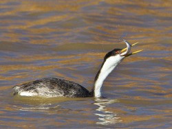 Western Grebe (Aechmophorus occidentalis)