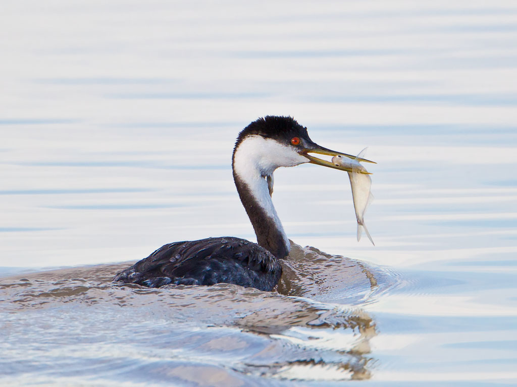 Western Grebe (Aechmophorus occidentalis)