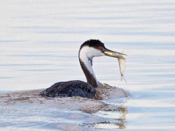 Western Grebe (Aechmophorus occidentalis)