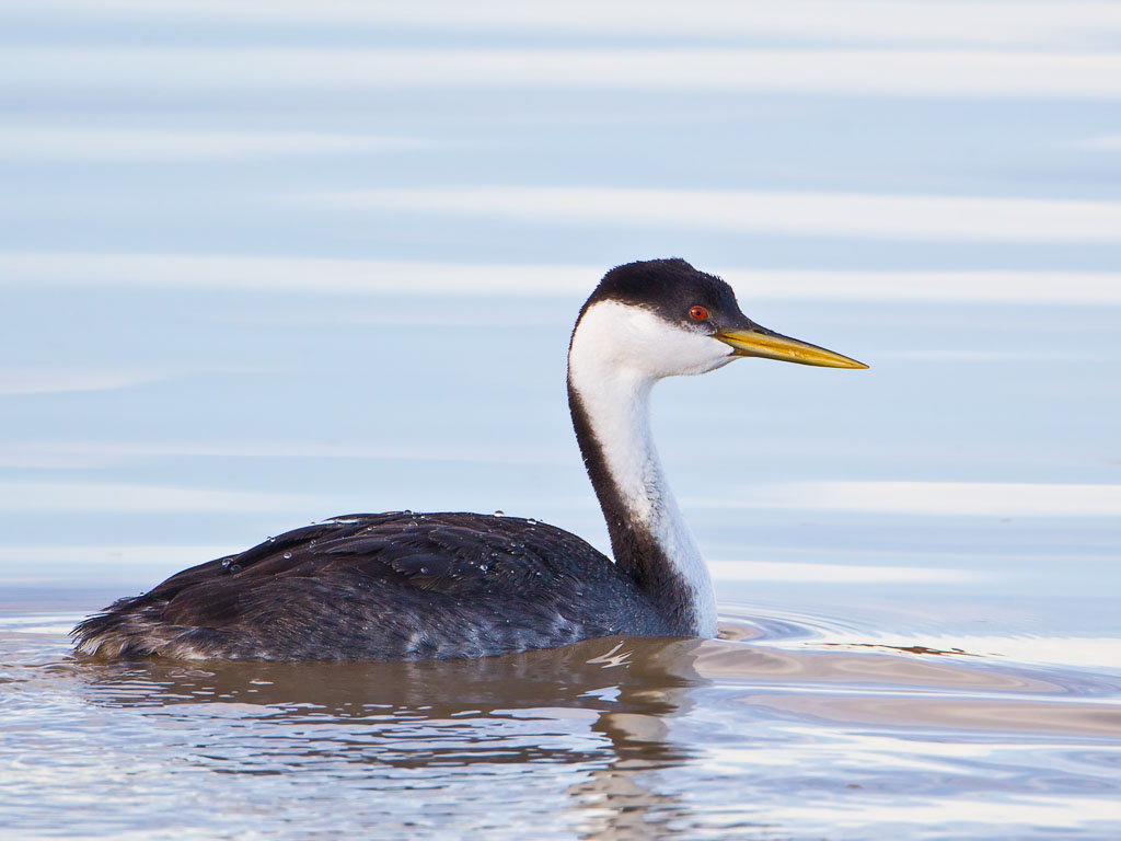 Western Grebe (Aechmophorus occidentalis)