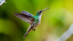 White-bellied Emerald (Amazilia candida)