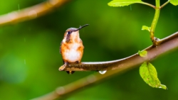 White-bellied Woodstar (Chaetocercus mulsant)