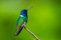 White-necked Jacobin (Florisuga mellivora mellivora)