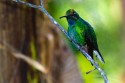 White-tailed Sabrewing (Campylopterus ensipennis)