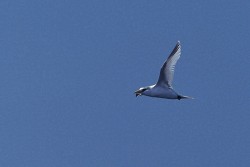 White-tailed Tropicbird (Phaethon lepturus)