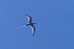 White-tailed Tropicbird (Phaethon lepturus)