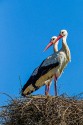 White Stork (Ciconia ciconia)