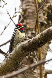 Yellow-bellied Sapsucker (Sphyrapicus varius)