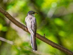 Yellow-billed Cuckoo (Coccyzus americanus)