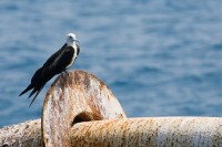 Magnificent Frigatebird (Fregata magnificens)