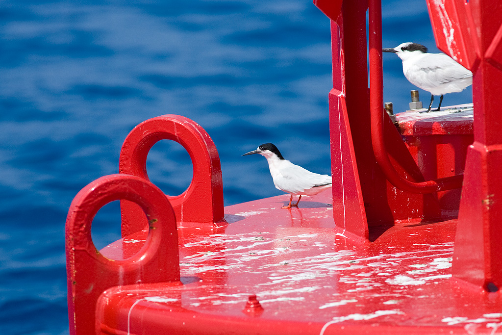 Roseate Tern (Sterna dougallii)