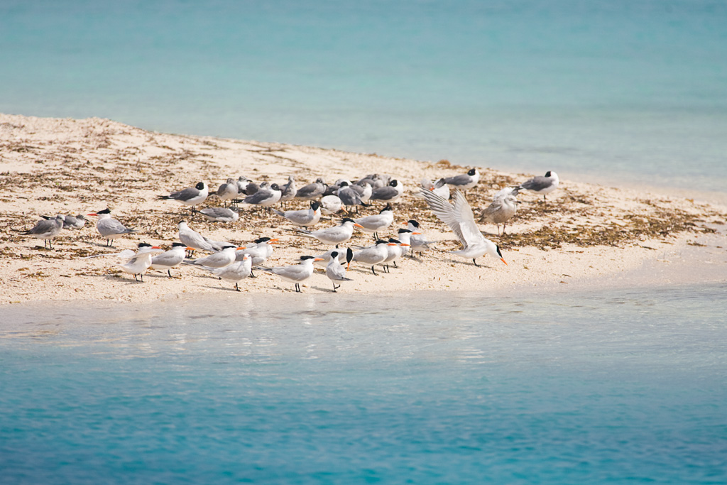 Royal Tern (Sterna maxima), Laughing Gull (Larus atricilla) and Herring Gull (Larus argentatus)