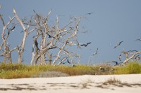 Bush Key