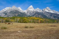 Grand Tetons