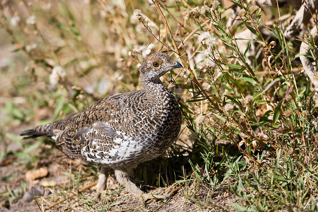 Dusky Grouse (Dendragapus obscurus)