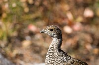 Dusky Grouse (Dendragapus obscurus)