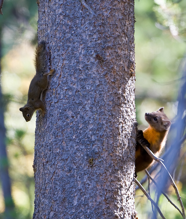 American marten (Martes americana)