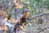 American marten (Martes americana)