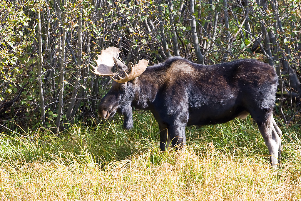 Moose (Alces alces)