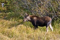 Moose (Alces alces)