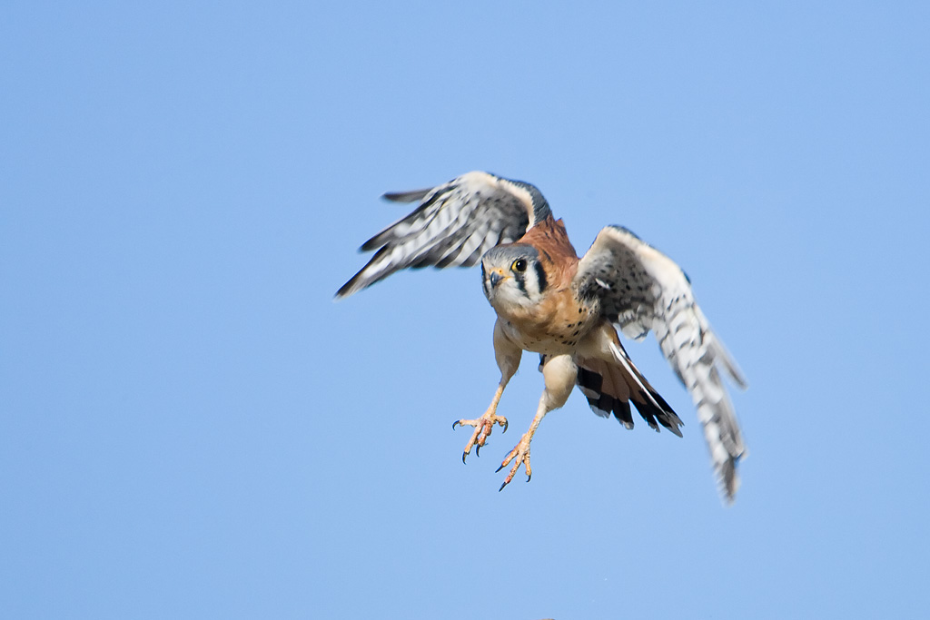 American Kestrel (Falco sparverius)