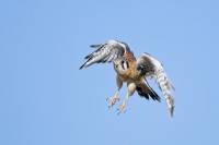 American Kestrel (Falco sparverius)