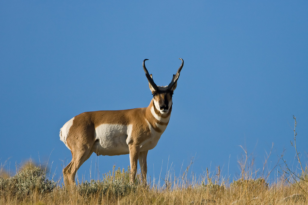 Pronghorn (Antilocapra americana)