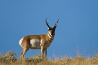 Pronghorn (Antilocapra americana)