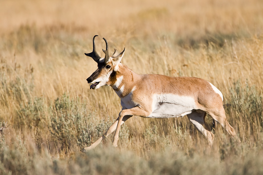 Pronghorn (Antilocapra americana)