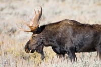 Moose (Alces alces)