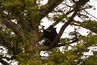 Black Bear (Ursus americanus)