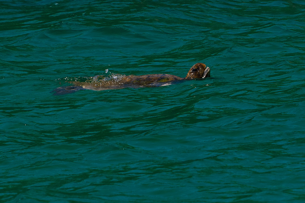 Green Sea Turtle (Chelonia mydas)