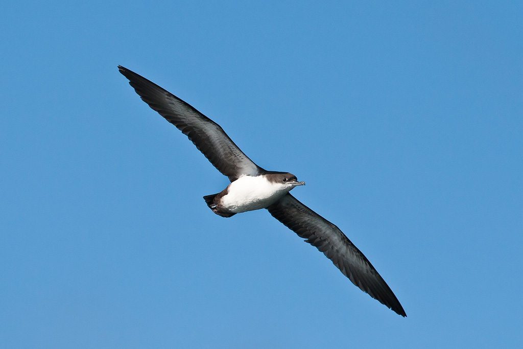 Galapagos Shearwater (Puffinus subalaris)