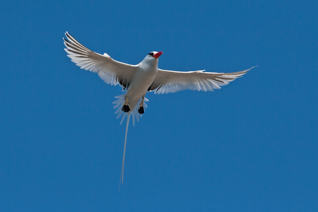 Red-billed Tropicbird (Phaethon aethereus mesonauta)